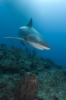 A Caribbean Reef Shark (Carcharhinius perezi) swims over a coral reef in the Bahamas, under the shadow of a boat on the surface