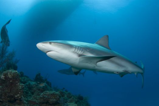 A Caribbean Reef Shark (Carcharhinius perezi) swims along a reef in clear blue water with the shadow of a boat on the surface and another shark in the background.