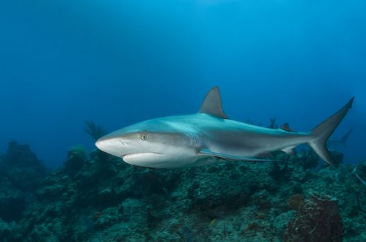 A Caribbean Reef Shark (Carcharhinius perezi) swims along a reef in the clear blue water of the Bahamas