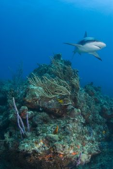 A Caribbean Reef Shark (Carcharhinius perezi) swims over coral reef growth in the blue waters of the Bahamas