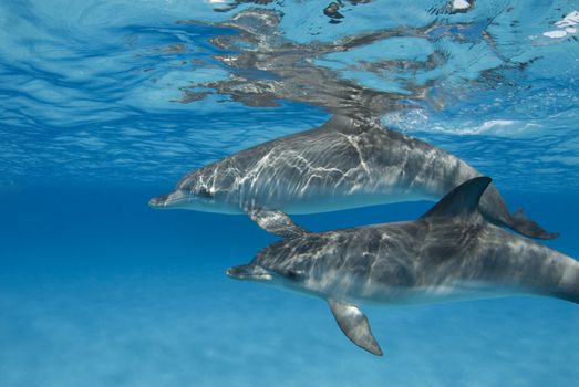 The sun casts ripples from the surface onto an pair of Atlantic Spotted Dolphin (Stenella frontalis) in crystal clear Bahamian waters