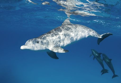 An Atlantic Spotted Dolphin (Stenella frontalis) poses under the sun rippled surface while a pod of dolphin play in the background
