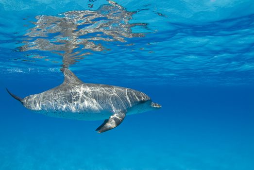 The sun casts ripples from the surface onto an Atlantic Spotted Dolphin (Stenella frontalis) in crystal clear Bahamian waters