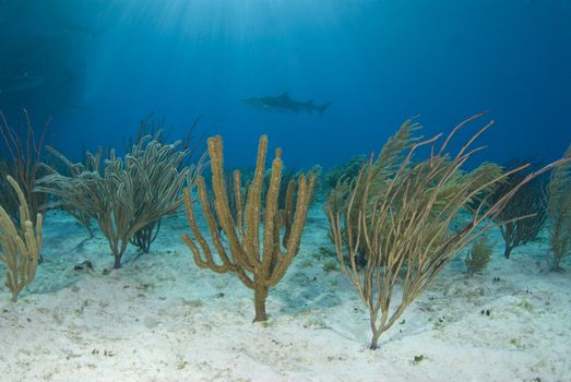 Soft corals wave in the current as a shark passes in the distance while the sun from the surface shines rays through the water column.