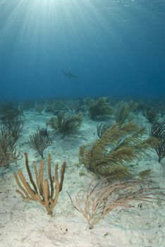 Soft corals wave in the current as a shark passes in the distance while the sun from the surface shines rays through the water column.