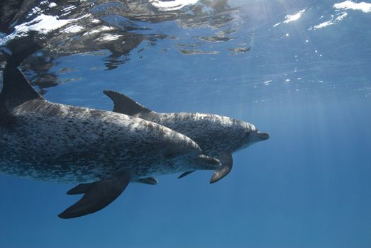 A pair of Atlantic Spotted Dolphin (Stenella frontalis) swim under the calm surface while the sun streaks through the water
