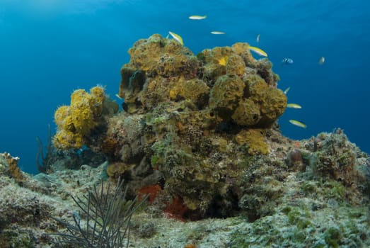 A yellow head of coral is home to yellow fish in the reefs of the Bahamas