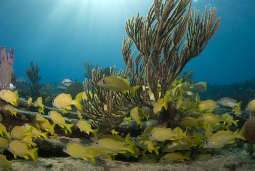 A school of yellow fish seek shelter behind a growth of soft coral on an ocean reef while the sun rays shine down through the water from the surface