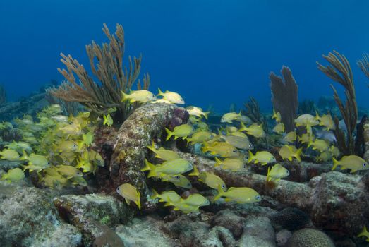 A school of yellow fish seek shelter from the currents around a piece of wreckage overgrown with coral.