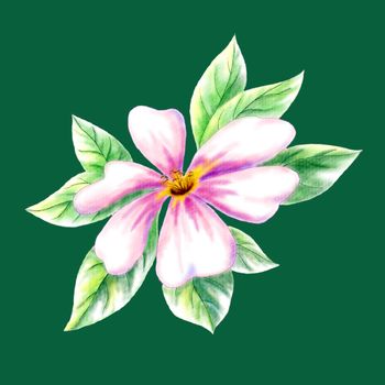 Flower dogrose, water colour picture, isolated on a green background