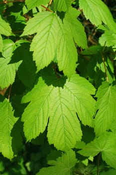 lush green springtime leaves bathed in sunlight