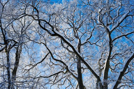 Snowy branches by tree on a blue sky background
