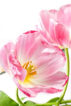 some opened pink tulips over white