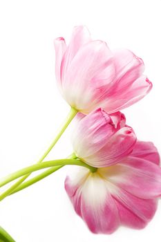 Some opened pink tulips over white with it's back