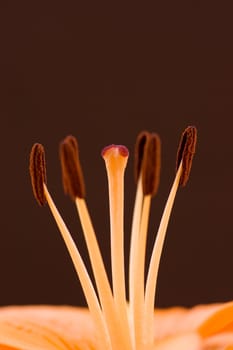 Close-up of a lily flower on brown background