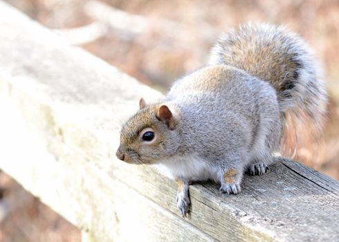 A gray squirrel perched in a wooden fence.