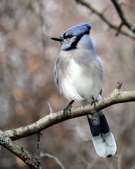 A blue jay perched on a tree branch.