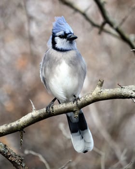 A blue jay perched on a tree branch.