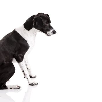 Beautiful mixed breed dog sitting over white background