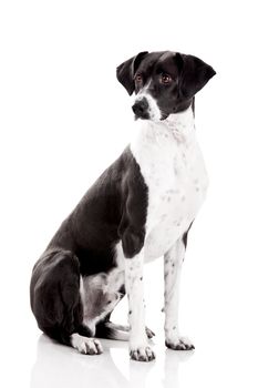 Beautiful mixed breed dog sitting and isolated on white background