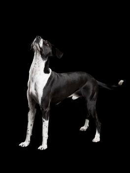 Beautiful mixed breed dog, over black background
