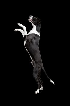 Beautiful mixed breed dog, standing over black background