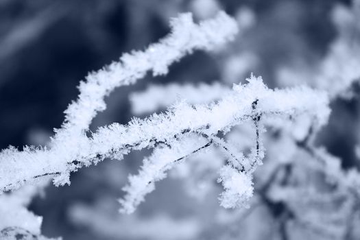 fresh snow on tree branches 