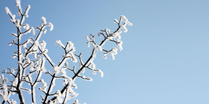 fresh snow on tree branches 