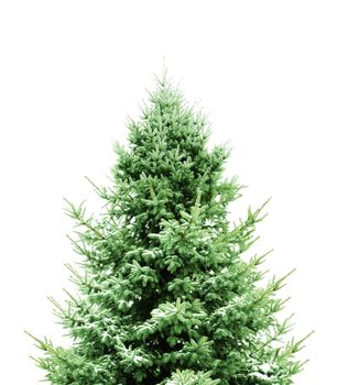 Green Pine decoration for Christmas
