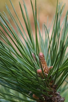 Branch of Fir-needles on pine in spring