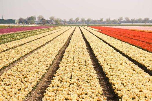 Tulipfield in vanilla and red colors in spring