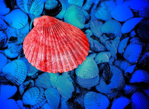 red and blue sea shells as background