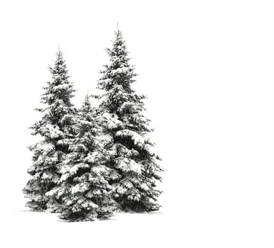 Pine trees isolated on white 