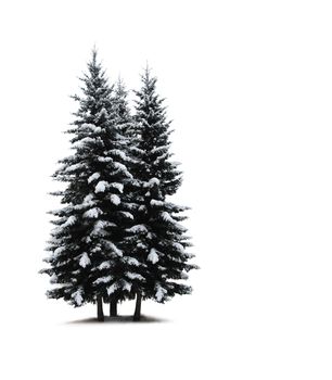 Pine trees isolated on white 