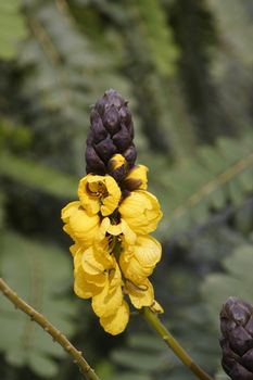 closeup shot of a yellow flower growing outdoors called popcorn cassia 