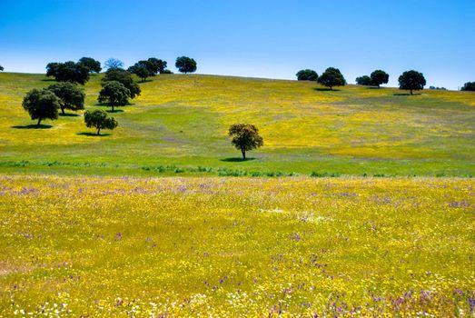 Olive trees among yellow and violet flowers in Andalusia, Spain.