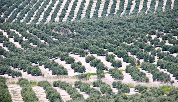 Extensive olive grove in Andalusia, Spain.
