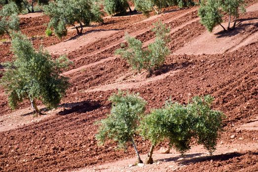 Olive grove in Andalucia, Spain.