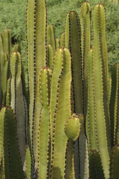 background image of spiky succulent cacti growing close together