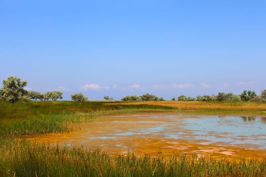 Salt marsh covered with water plants (IV). Kinburn Spit near the town Ochakiv, Ukraine