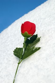 imitation red rose on a bank of snow