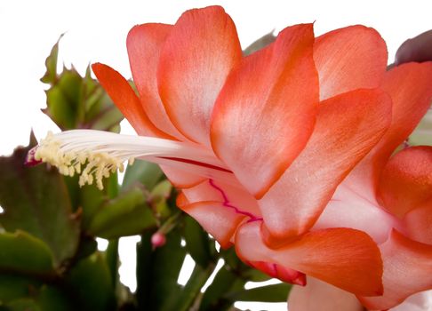 Clouse up of indoor plant with red colors