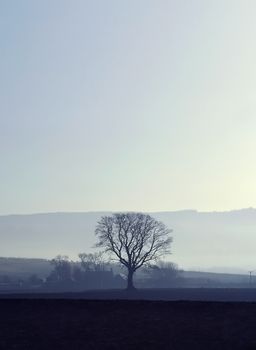 misty early morning winter landscape