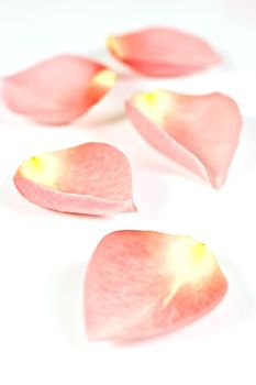 Isolated on a white background pink rose petals.

