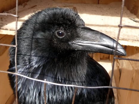 Black raven with large beak at the cage