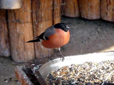 Cute bullfinch stays on the feeding trough