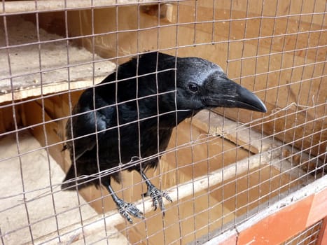 Black raven sits in the cage, its head is outside