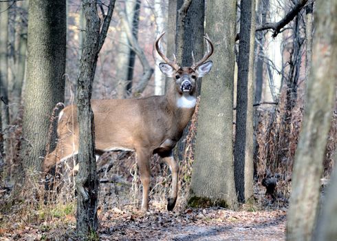 A whitetail deer buck standing in the woods in the rutting season.