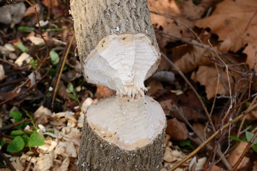 A tree gnawed down by a beaver demonstrating the damage they can bring to forests and woods.