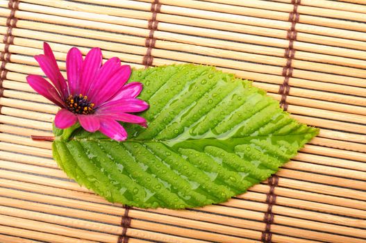 leaf showing spa wellness or zen concept with copyspace